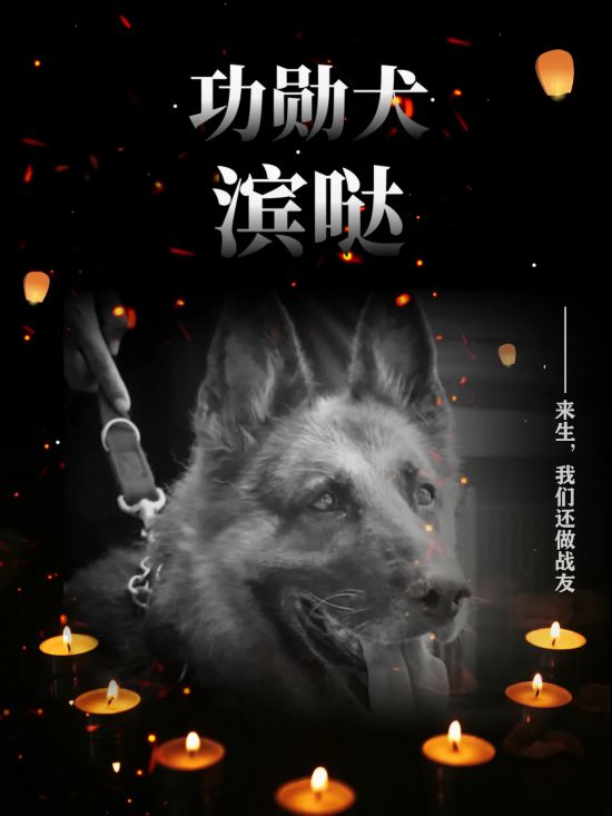 一生都活跃在禁毒一线获评二级功勋犬滨哒曾独立发现毒品超15公斤永远