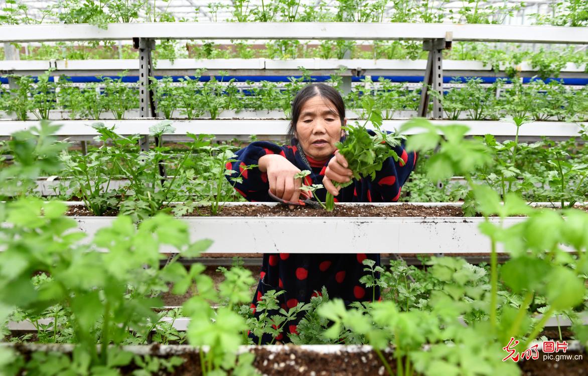 Modern agriculture demonstration park in E China's Jiangxi