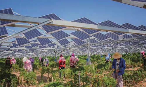 Farmers pick lycium barbarum. Photos: Courtesy of Huawei